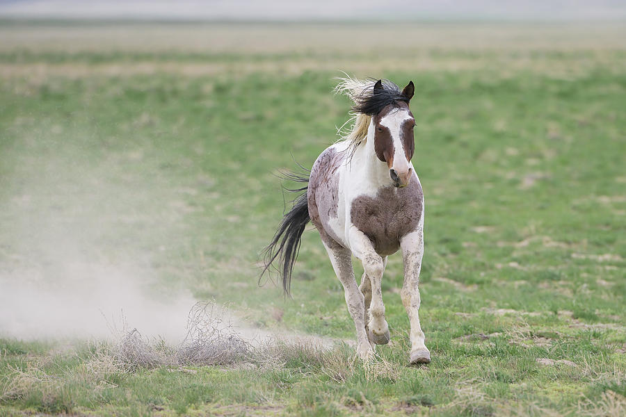 Wild Roan Pinto Stallion Photograph by Fon Denton