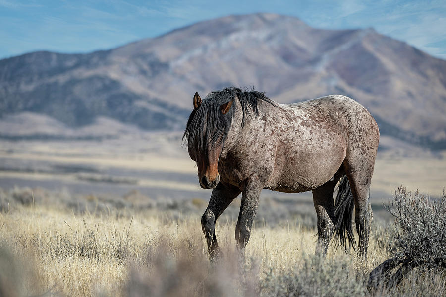 Wild Roan Stallion Photograph by Fon Denton