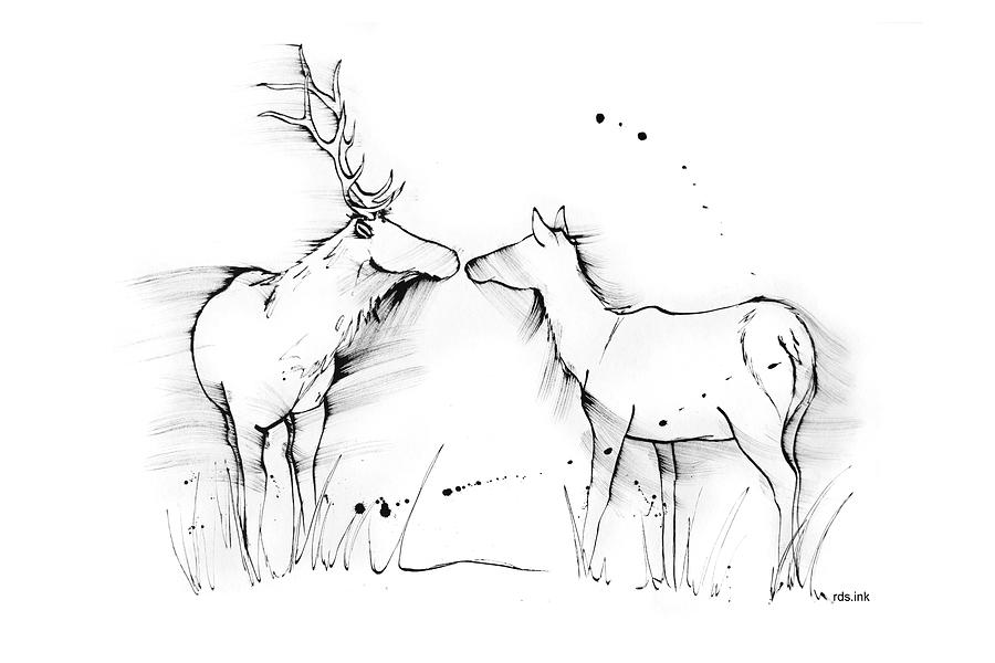 Wild Romance - 2 Deer In The Field Drawing