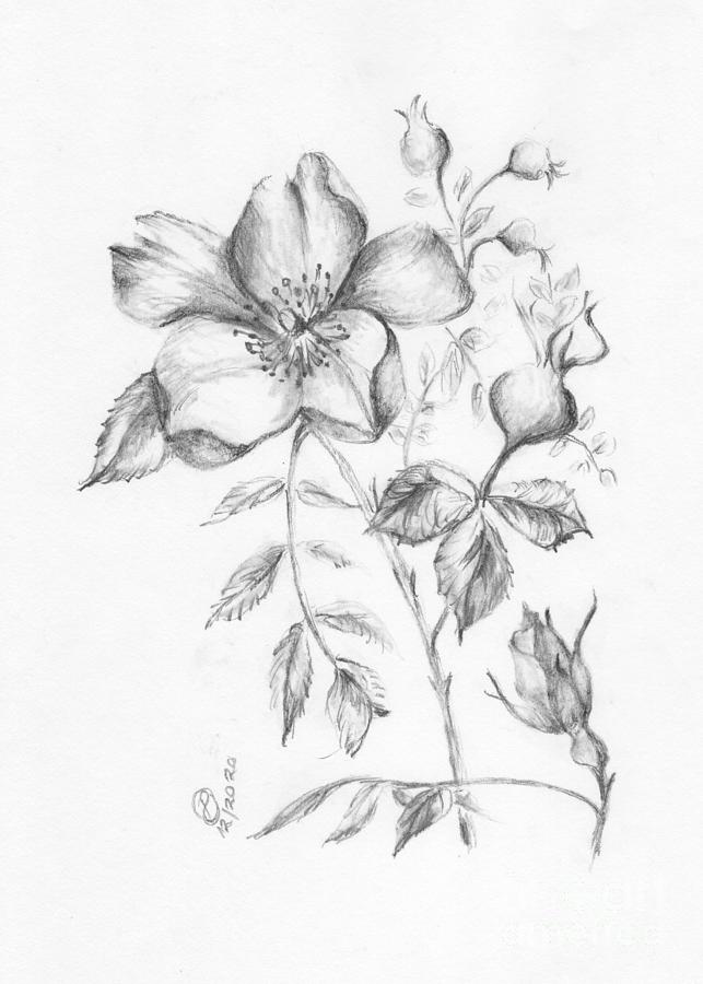 wild rose 12-4 A Drawing by Paula Nohavec