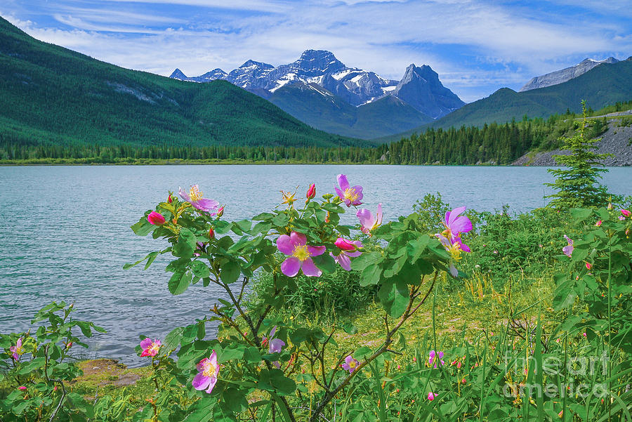 Wild rose, Alberta Photograph by Michael Wheatley