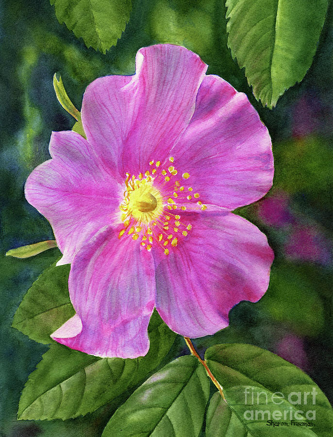 Wild Rose Blossom Painting by Sharon Freeman
