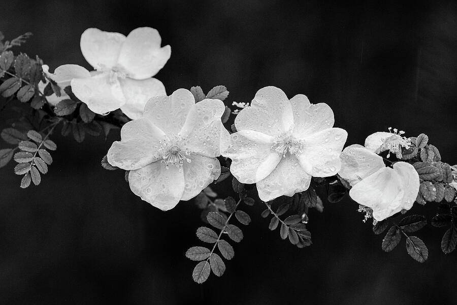 Wild Rose Branch in Black and White Photograph by Mary Lee Dereske