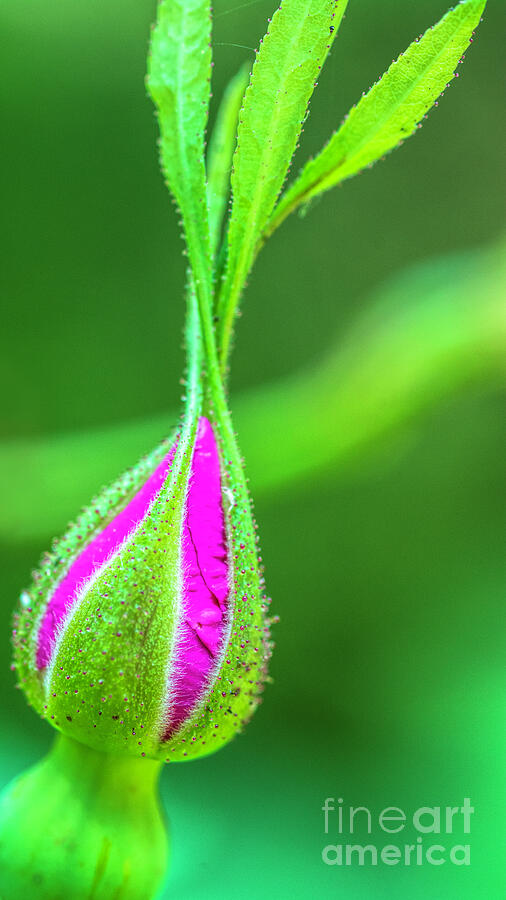 Wild Rose Bud Photograph by Pamela Dunn-Parrish
