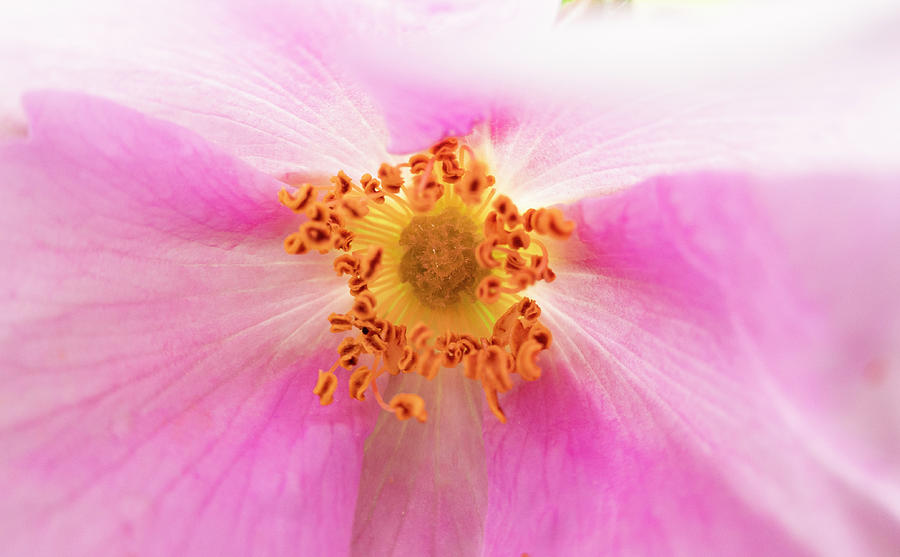 Nature Photograph - Wild Rose Close Up by Phil And Karen Rispin