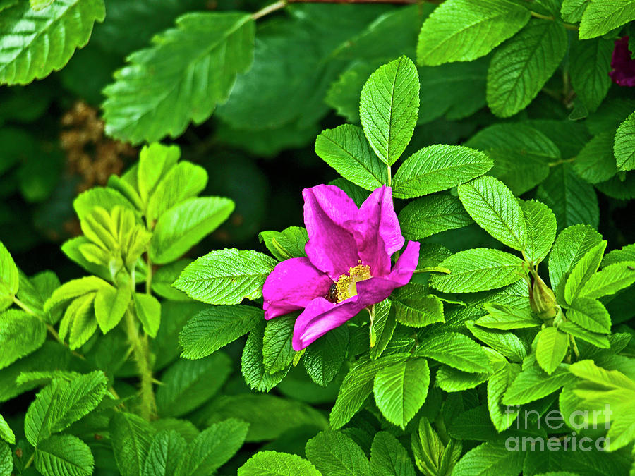 everwild rose everwild rose