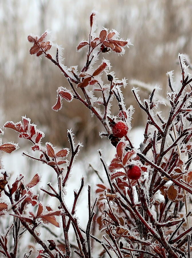 Wild Rose Hips and Hoarfrost Photograph by Katie Keenan