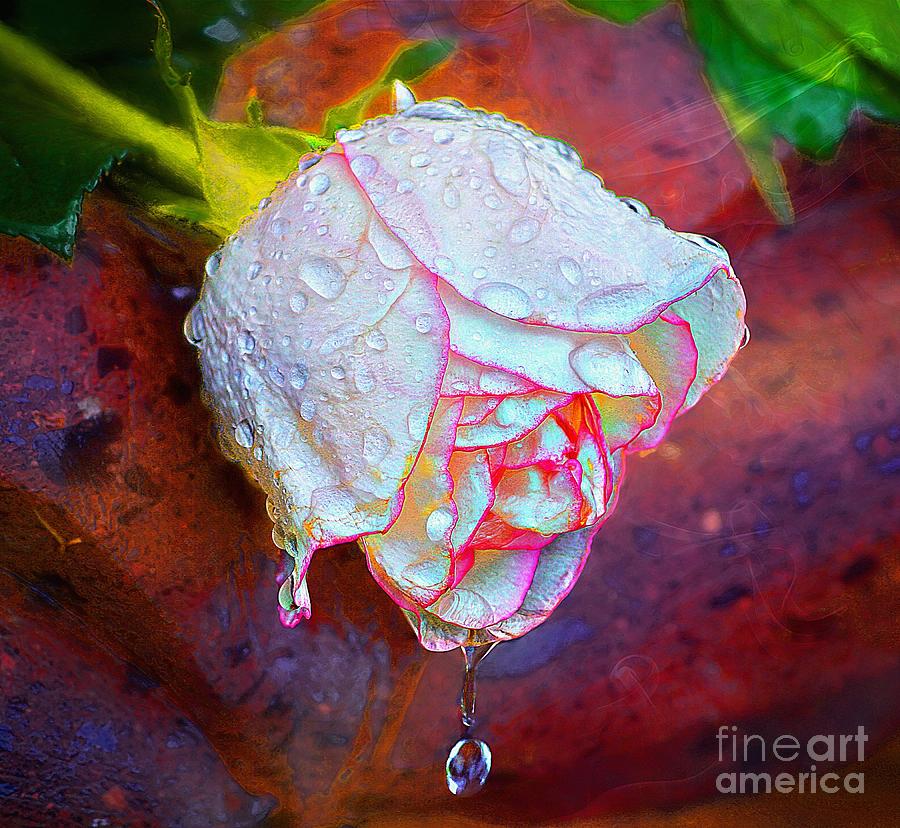 Wild Rose Photograph by John Kolenberg