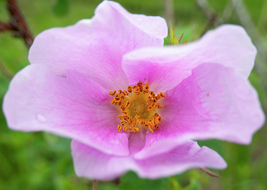 Nature Photograph - Wild Rose by Phil And Karen Rispin