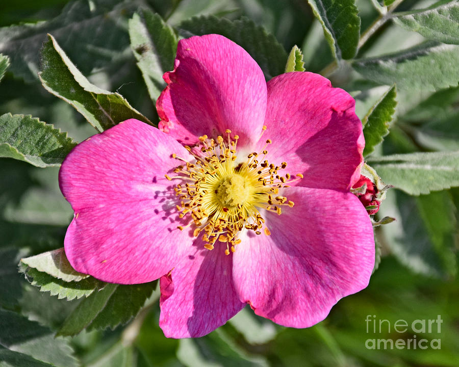 Wild Rose Photograph by Kathy M Krause