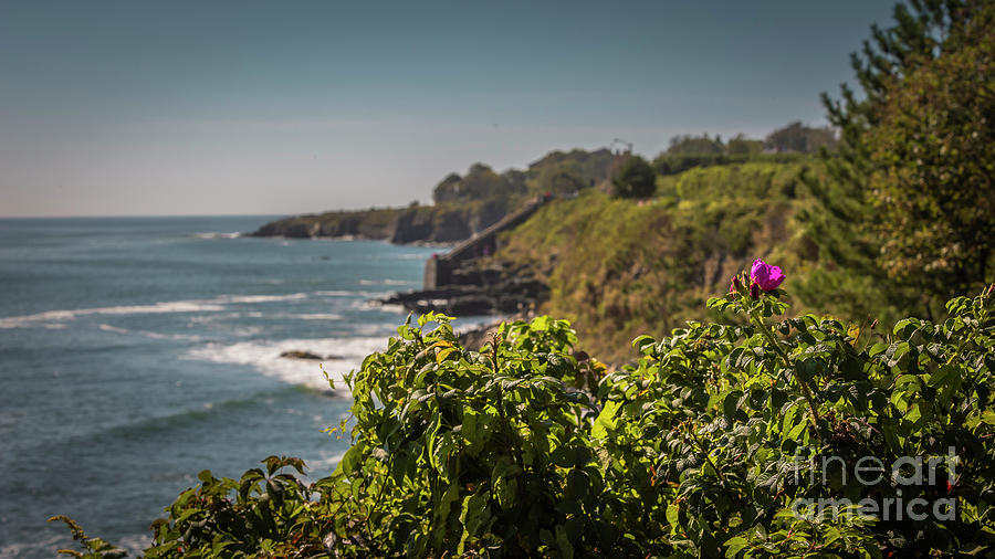 Wild rose on a cliff Photograph by Agnes Caruso