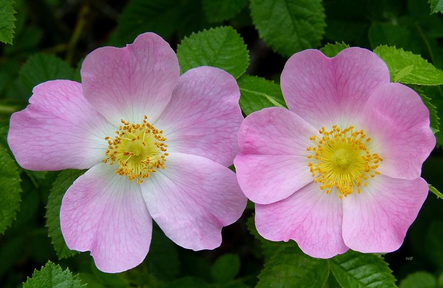 Wild Rose Twosome Photograph by Will Borden