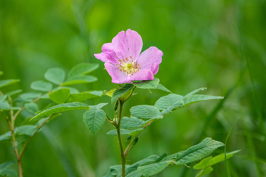 Wild Rose, Wildflowers, Jasper National Park Photograph by Susan Ruggles
