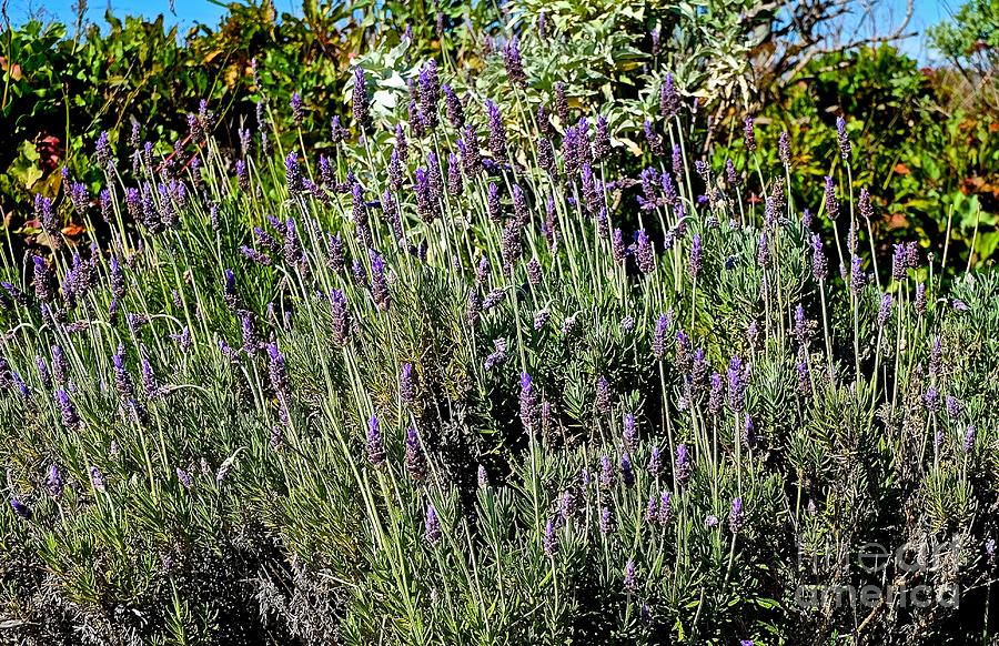 Wild Rosemary Photograph by Inez Ellen Titchenal | Fine Art America