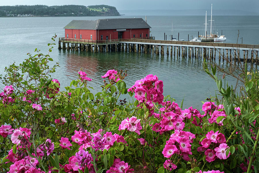 Wild Roses in Coupeville Photograph by Mary Lee Dereske
