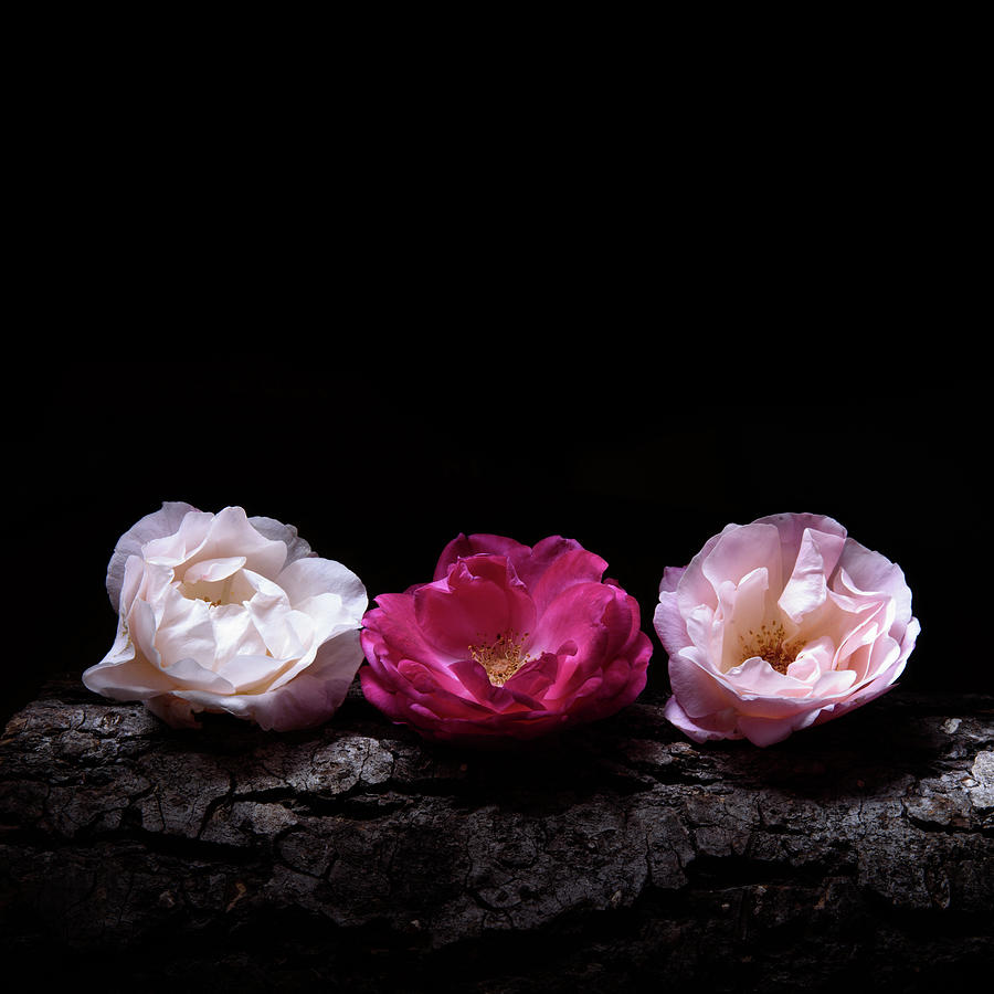 Wild Roses on Black Photograph by Naomi Maya
