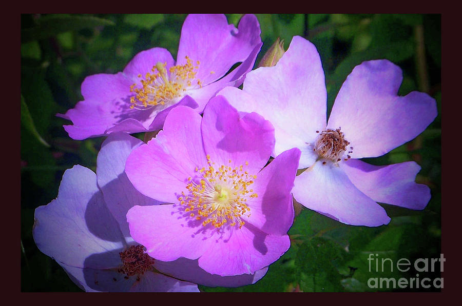 Wild Roses Photograph by Shirley Moravec