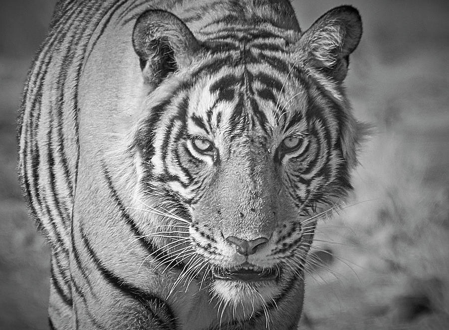 tiger photography black and white