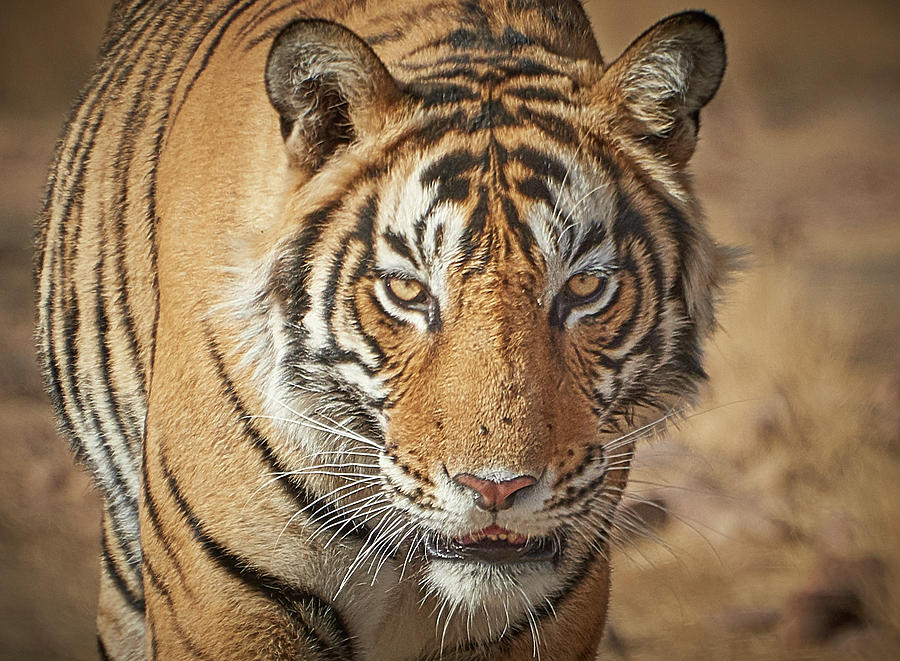 Wild Royal Bengal Tiger - Portrait Photograph by Mikey Parsons - Fine Art  America