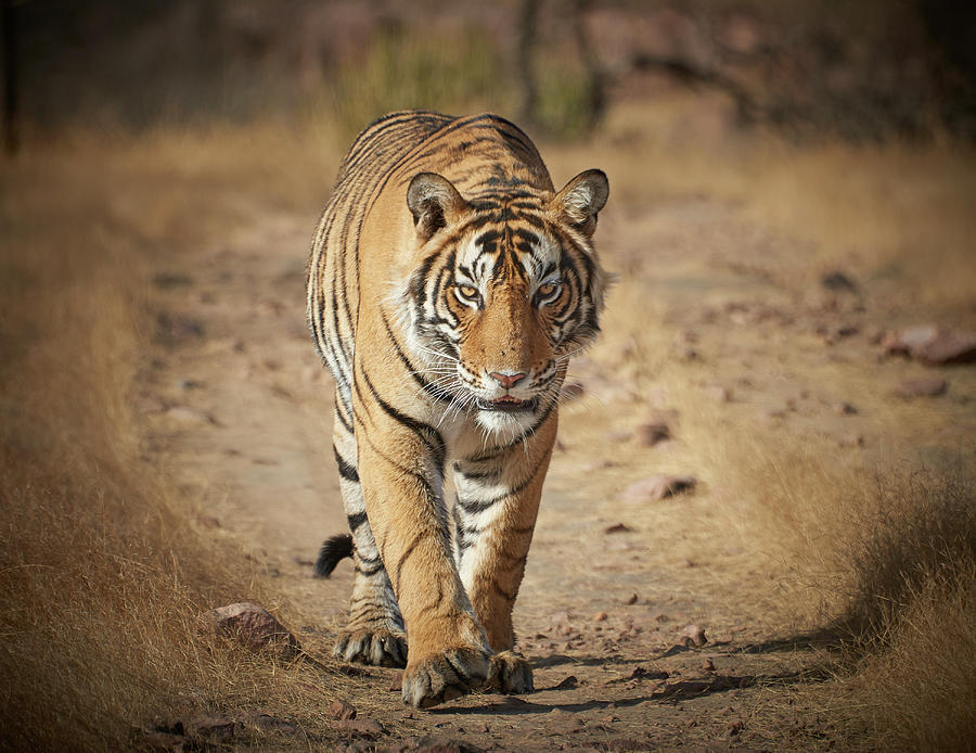 Wild Royal Bengal Tiger - Stalking Portrait Photograph by Mikey Parsons -  Fine Art America