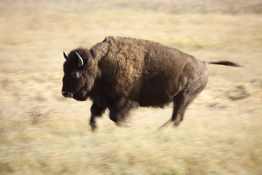 Wild Running Bison in Wyoming Photograph by Milehightraveler