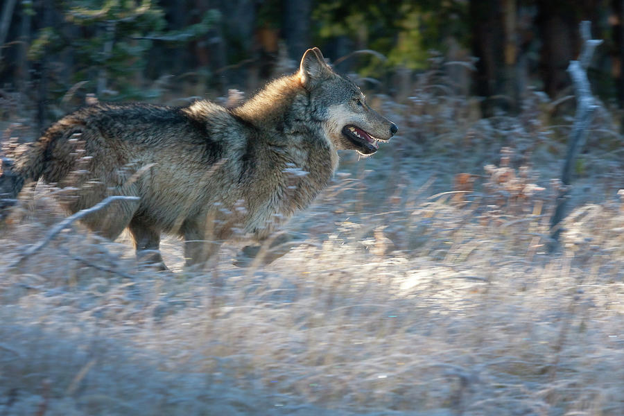 Wild Running Wolf Photograph by Mark Miller