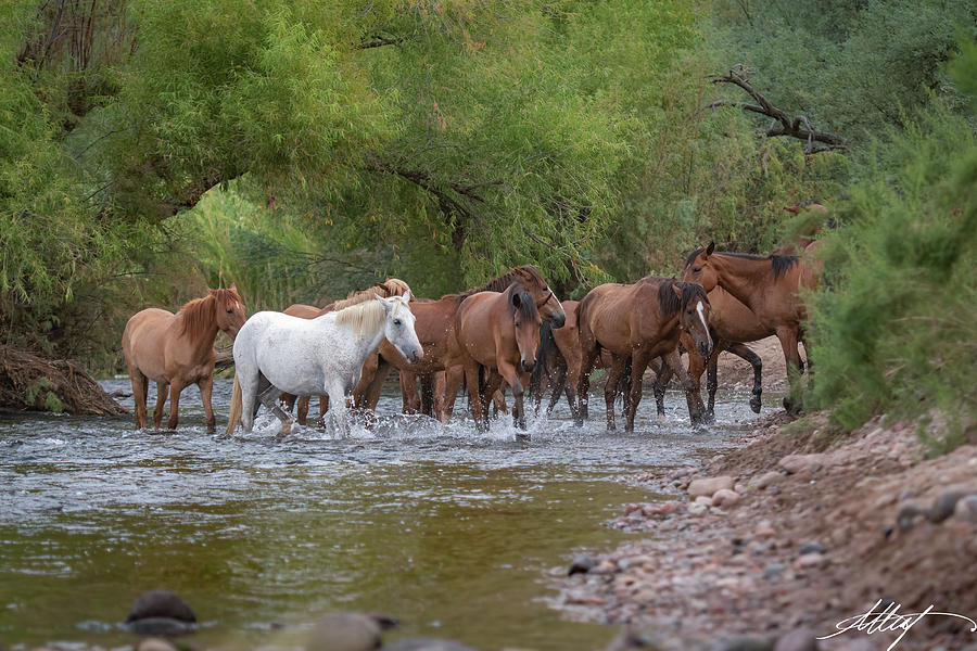Wild Salt River Herd Photograph by Meg Leaf