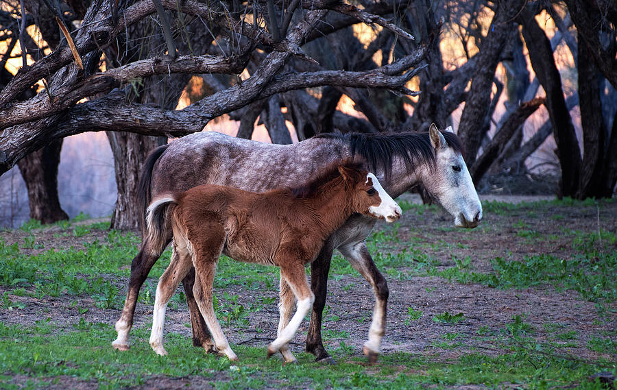 Wild Salt River Horse and Foal Photograph by Dave Dilli