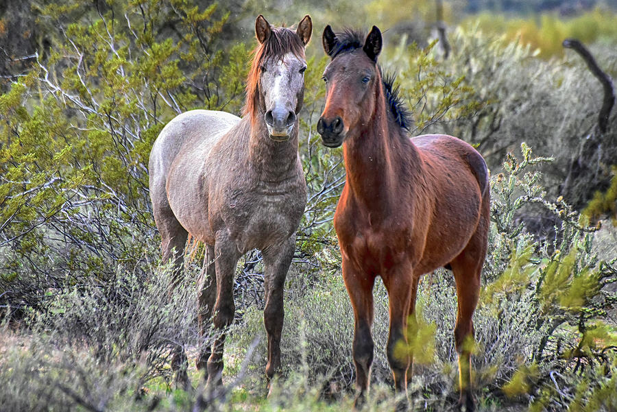 Wild Horses Photograph - Wild Salt River Horse Couple by Dave Dilli