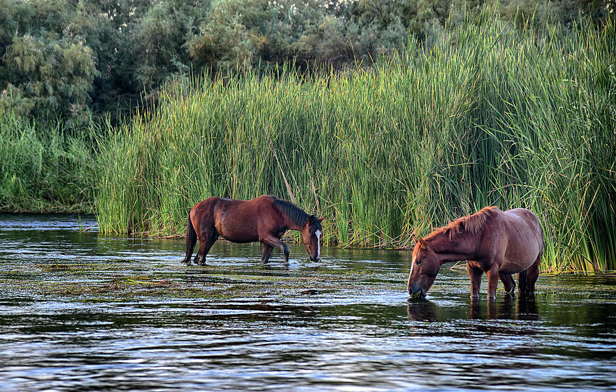 Wild Salt River Horse Couple eating Photograph by Dave Dilli