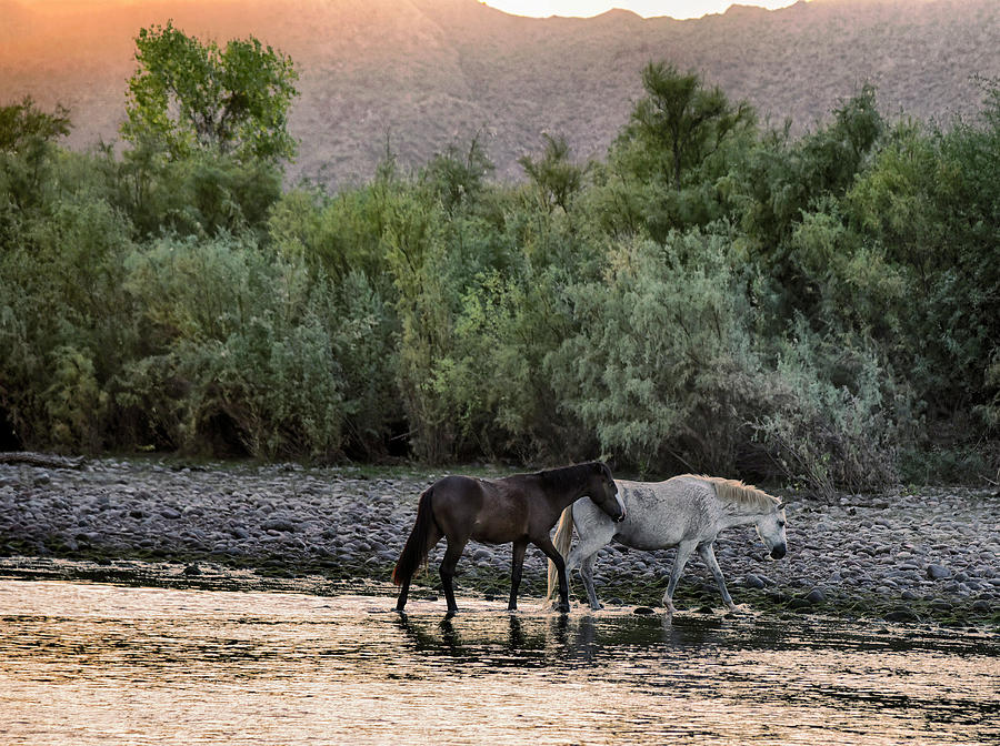 Wild Horse Photograph - Wild Salt River Horses at sunset by Dave Dilli