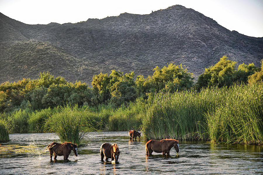 Wild Salt River Horses in the mountains Photograph by Dave Dilli