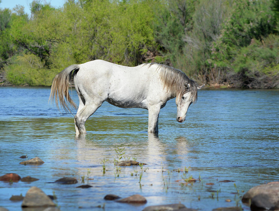 Wild Salt River Stallion Photograph by Barbara Sophia Travels