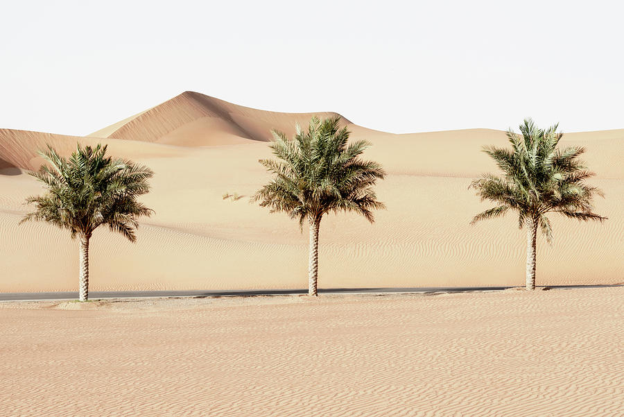 Wild Sand Dunes - Palm Trees Photograph by Philippe HUGONNARD