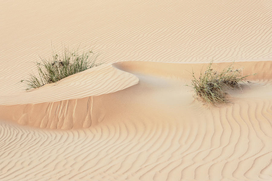 Wild Sand Dunes - Snake Wave Photograph by Philippe HUGONNARD
