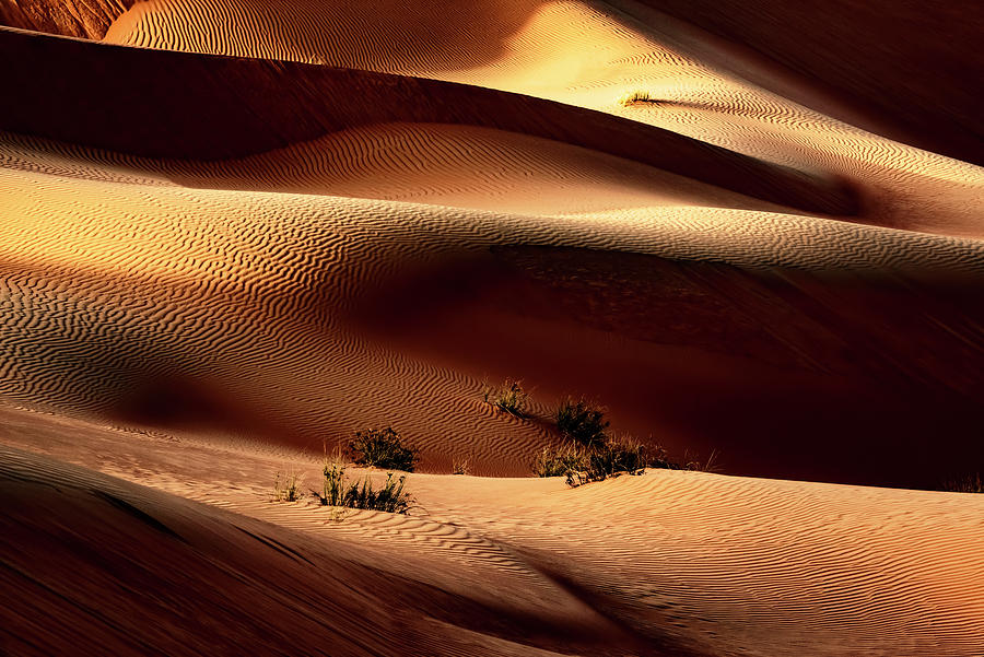 Wild Sand Dunes - Sunlight Photograph by Philippe HUGONNARD