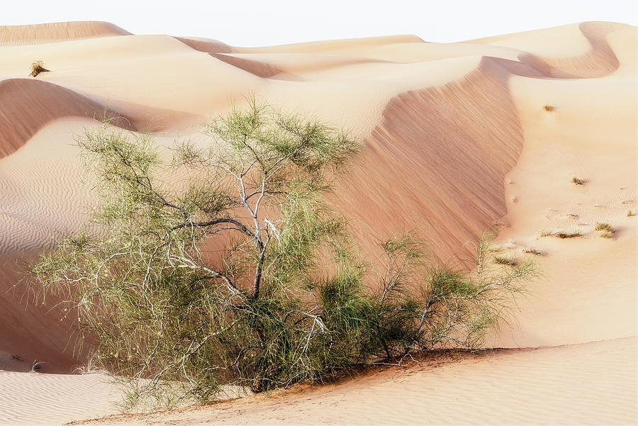 Wild Sand Dunes - Survivor Photograph by Philippe HUGONNARD