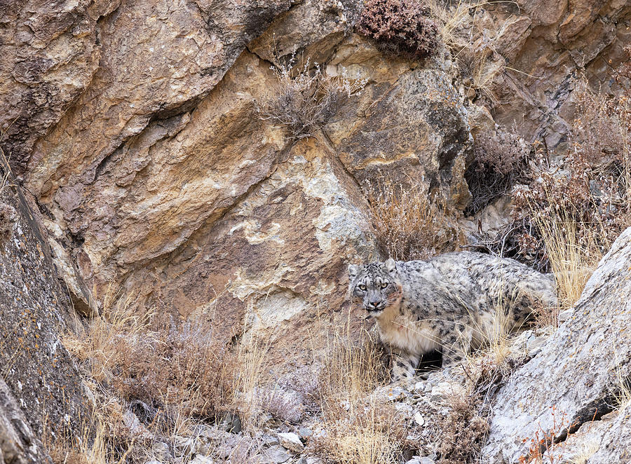 Wild Snow Leopard Photograph by Max Waugh - Pixels