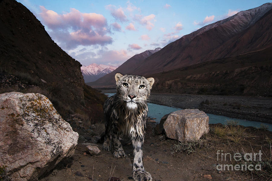 Wild Snow Leopard Photograph by Sebastian Kennerknecht