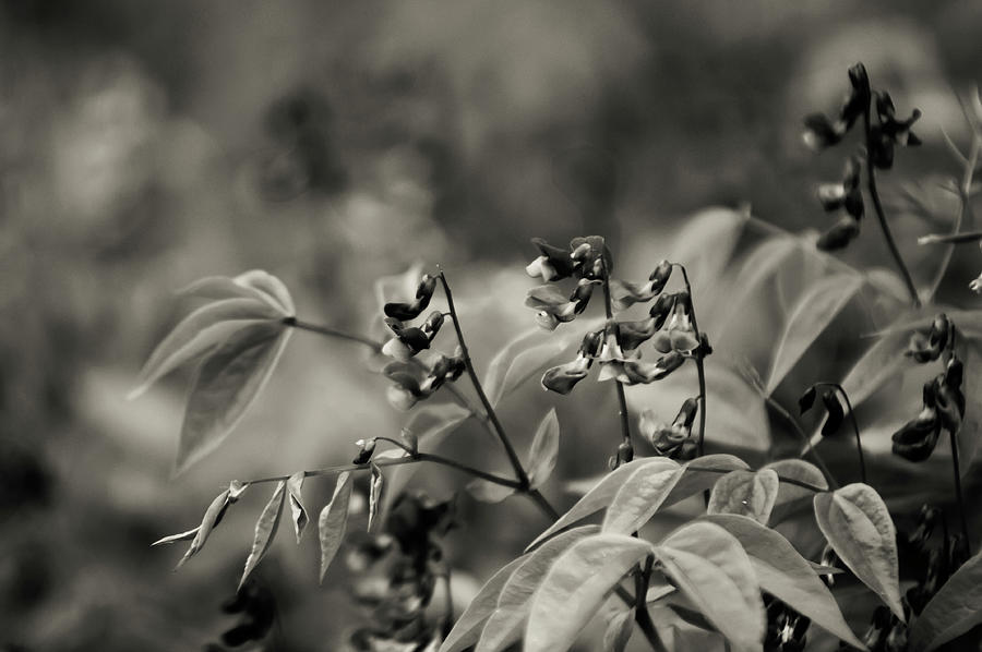 Wild Spring Pea Photograph by Jenny Rainbow