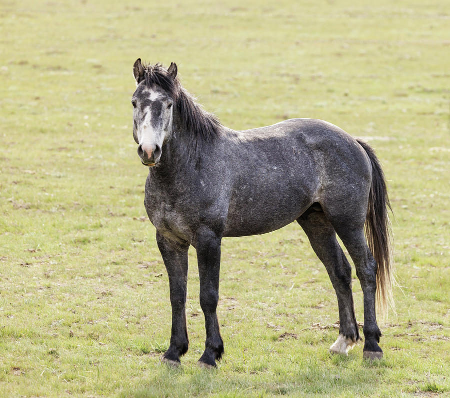 Wild Stallion Photograph by Angie Vogel - Fine Art America