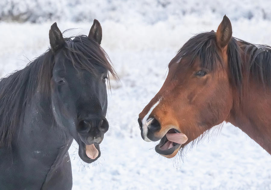 Wild Stallion Discussion Photograph by Marc Crumpler