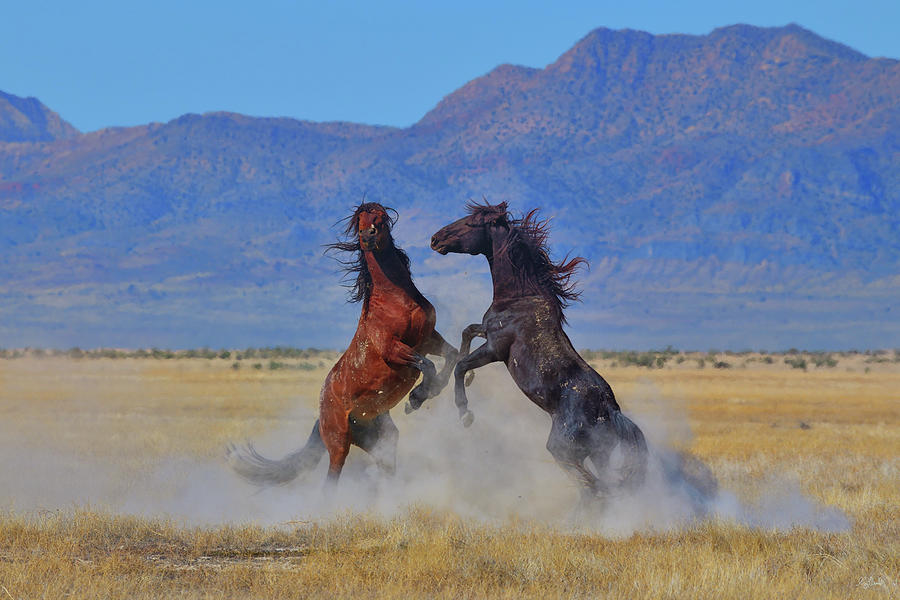 Wild Stallion Dust Up Photograph by Greg Norrell
