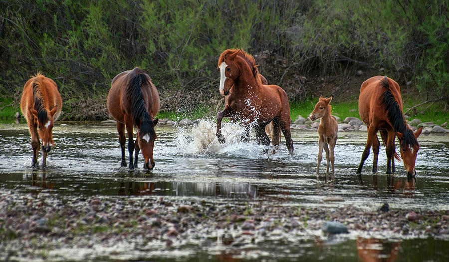 Wild Stallion in Salt River Photograph by Dave Dilli