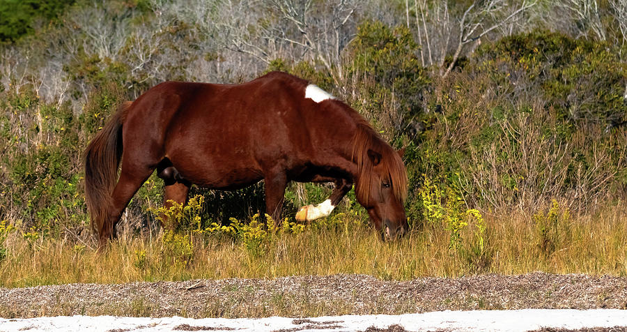 Wild Stallion of Assateague Island Photograph by Haren Images- Kriss Haren