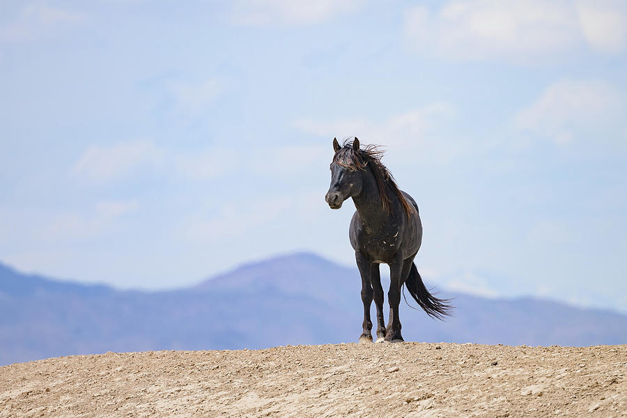 Wild Stallion Sentinel Photograph by Fon Denton