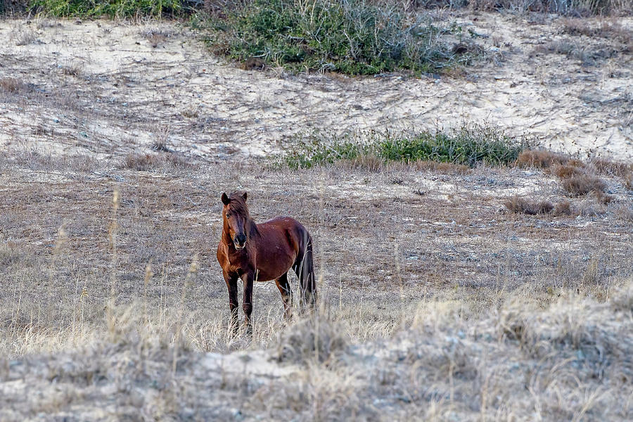 Wild Stallion Watching From A Distance Photograph