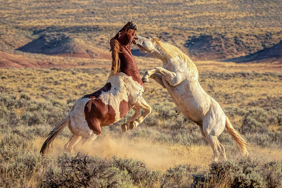 Wild Stallions Battle for Supremacy Photograph by Jack Bell