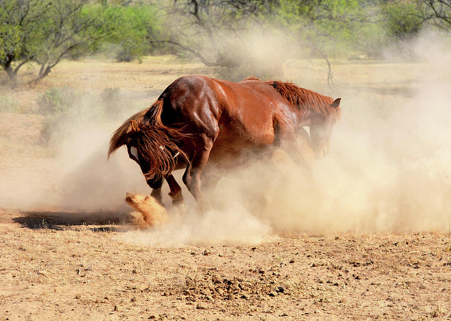 Wild Stallions Dust Storm Photograph by Barbara Sophia Travels Wild Stallions Dust Storm Photograph by Barbara Sophia Travels