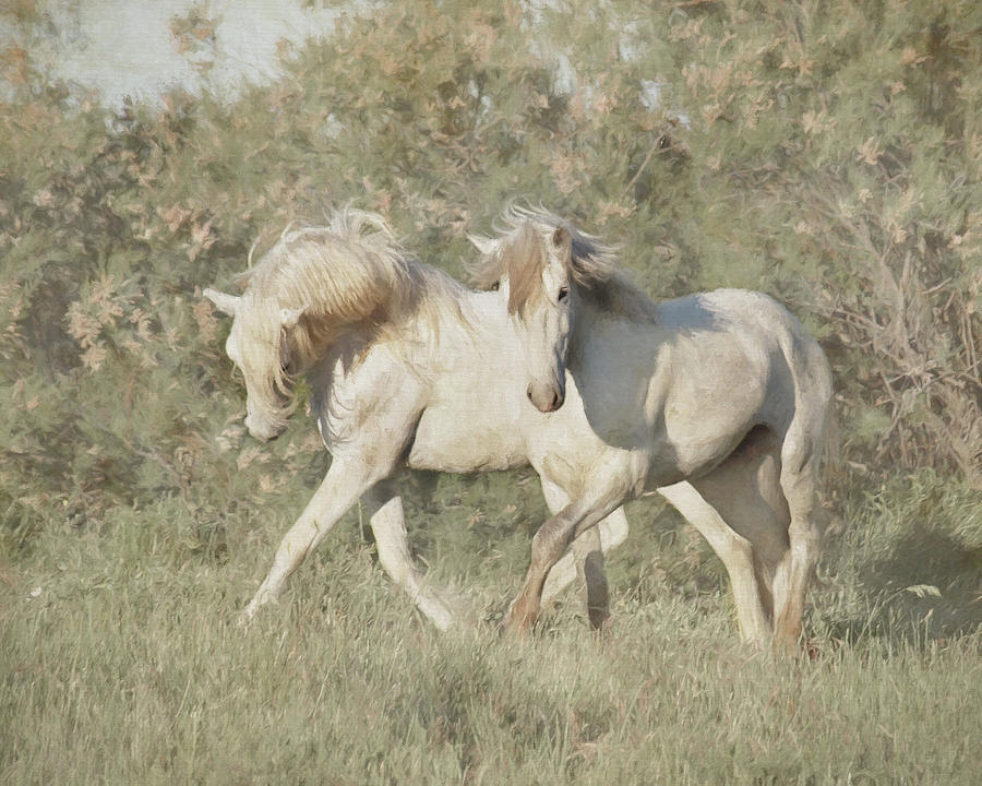 Wild Stallions of the Camargue Photograph by Karen Lynch